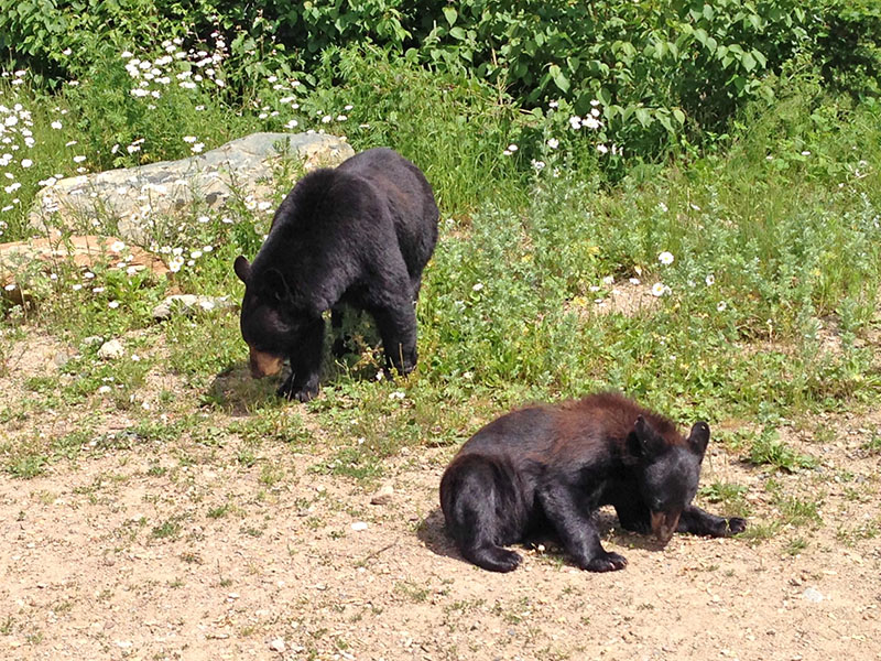 Lucky and Holly - July 4