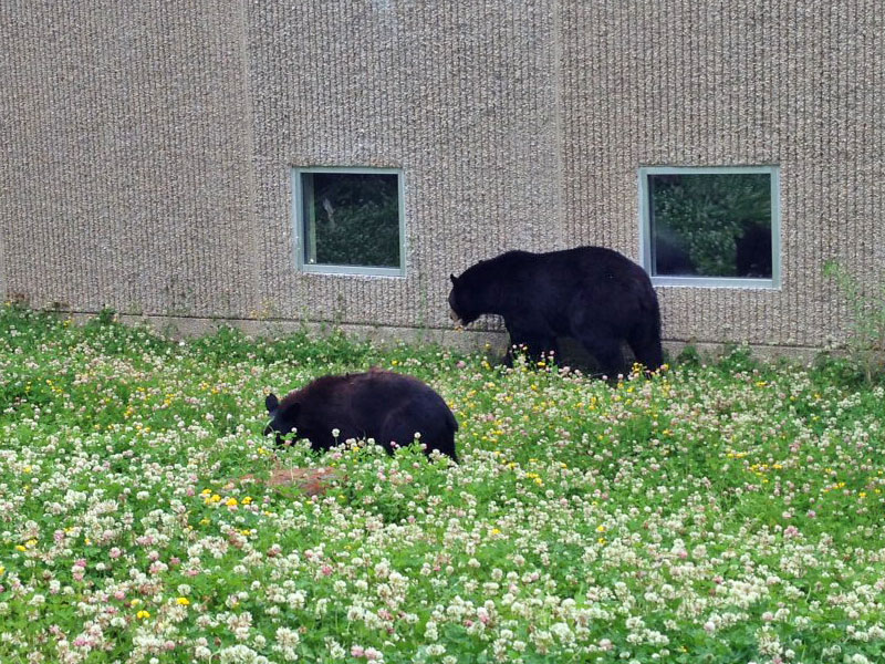 Holly and Lucky in clover