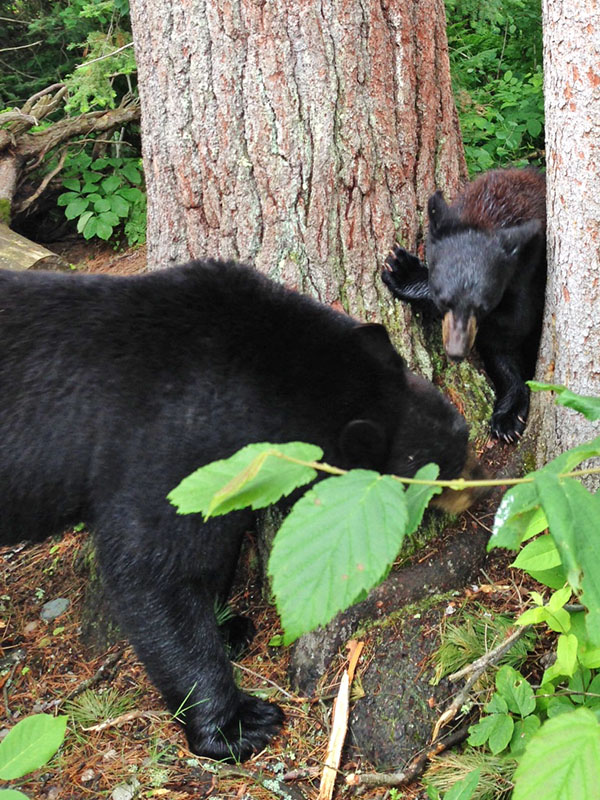 Lucky and Holly by white pine