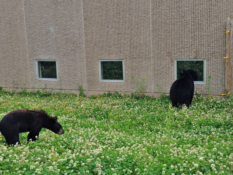 Lucky shows Holly how Its done