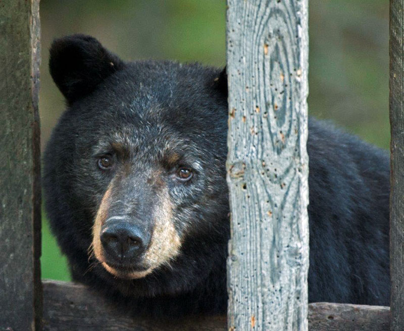 Shadow at feeder - July 6