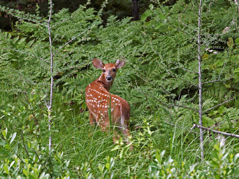 Fawn - July 7
