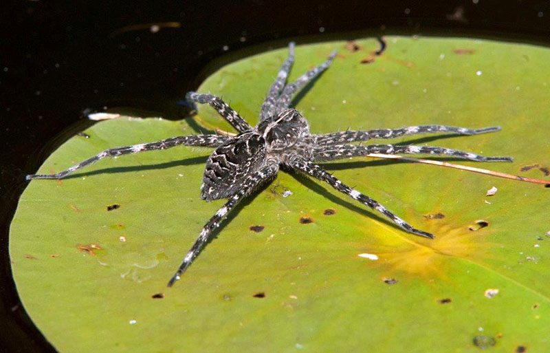 Fishing spider