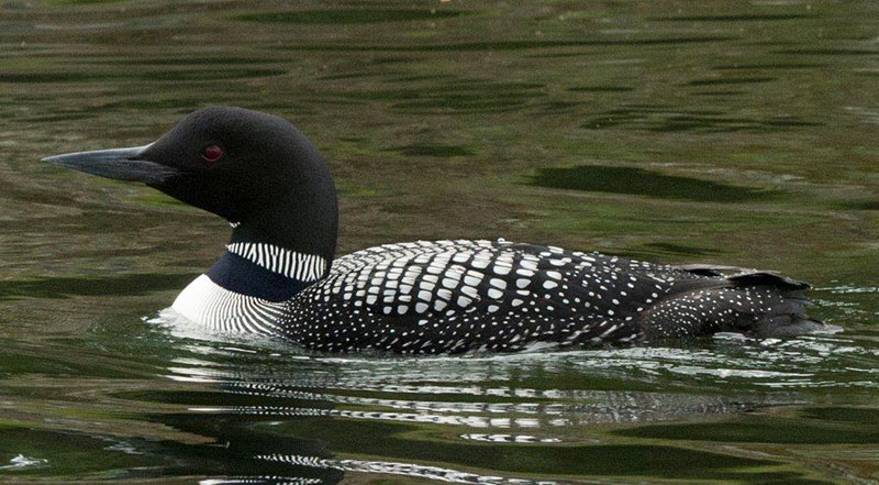 Loon