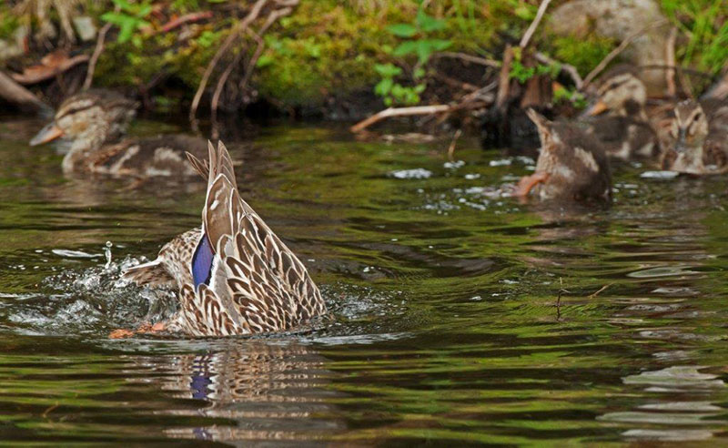 Mallard diving - July 7