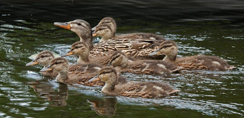 Mallard family - July 7