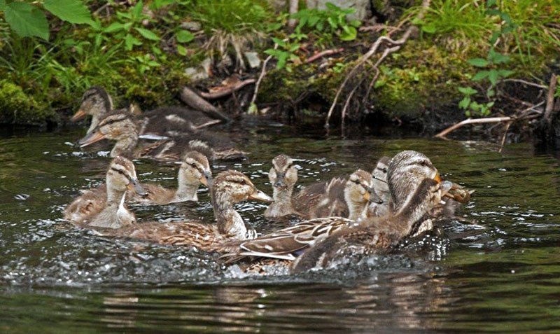 Mallard family with crayfish
