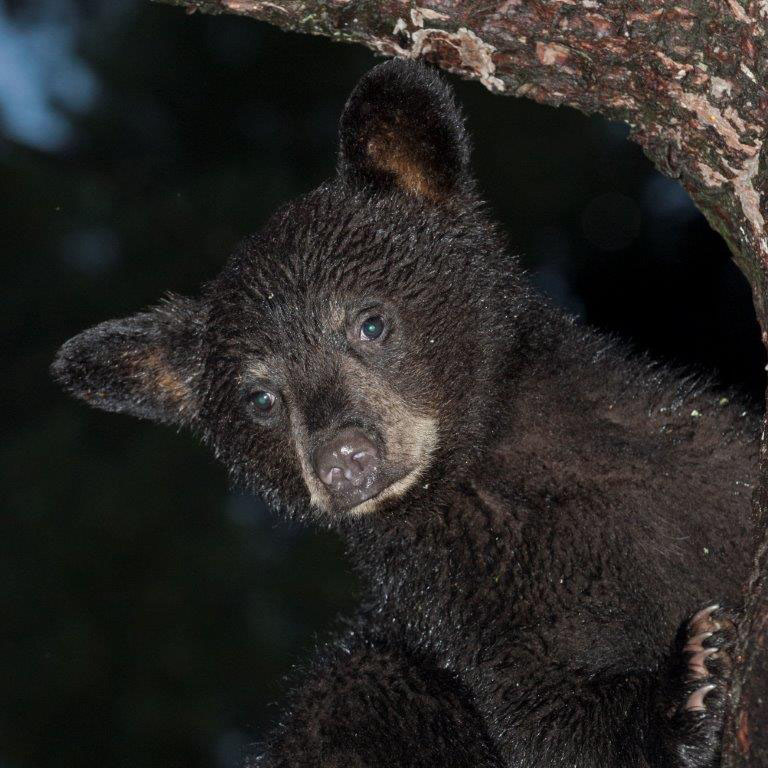 One of Samantha's cub