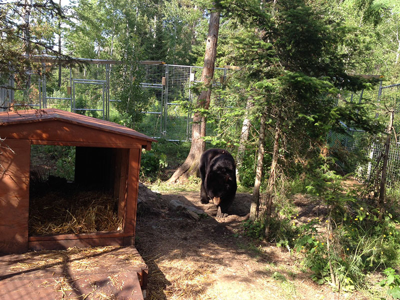 Ted explores his expanded enclosure