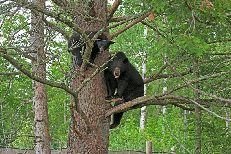 Holly and Lucky in white pine - July 11