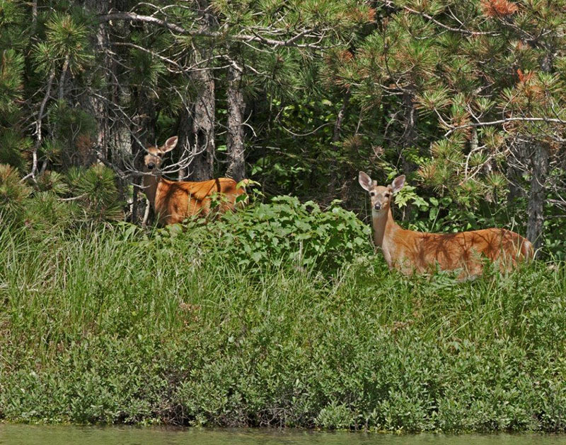 Deer on shore