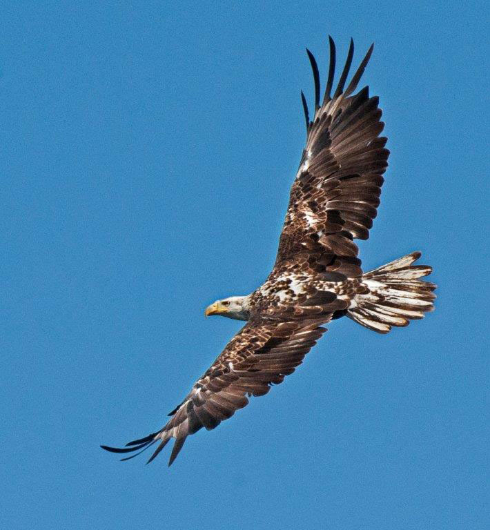 Immature Bald Eagle