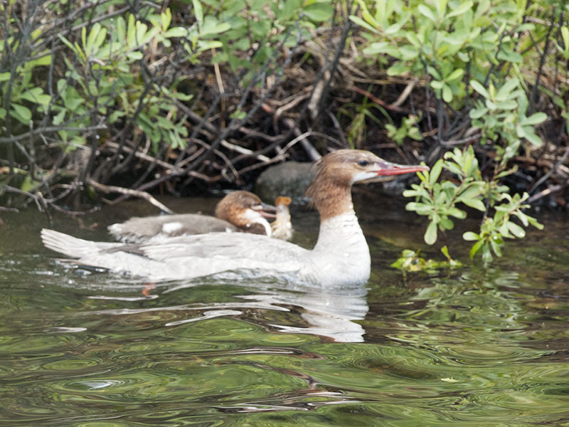 Merganser chick with crayfish