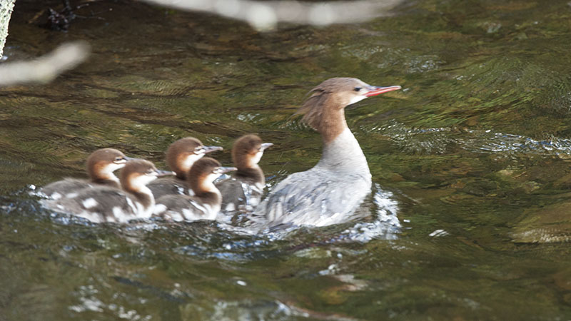 Merganser family
