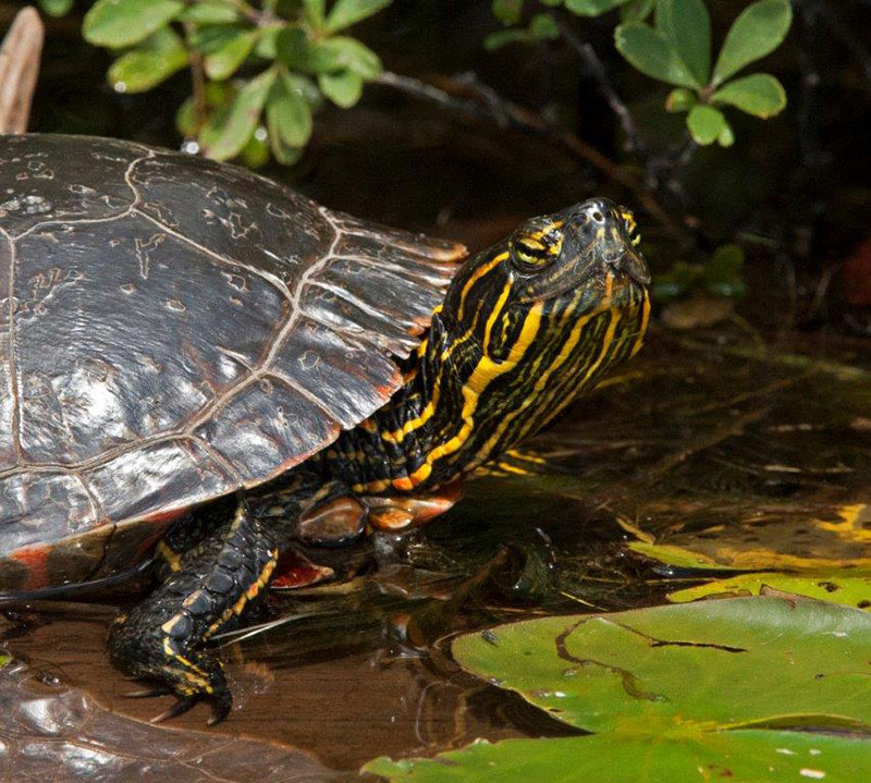 Painted turtle