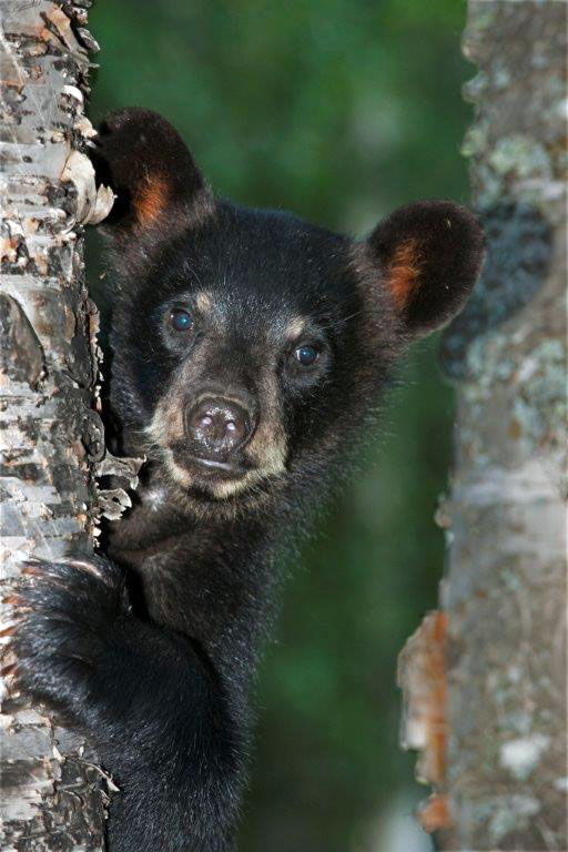 Jewels cub