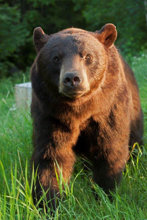 Crackle in sun - July 23