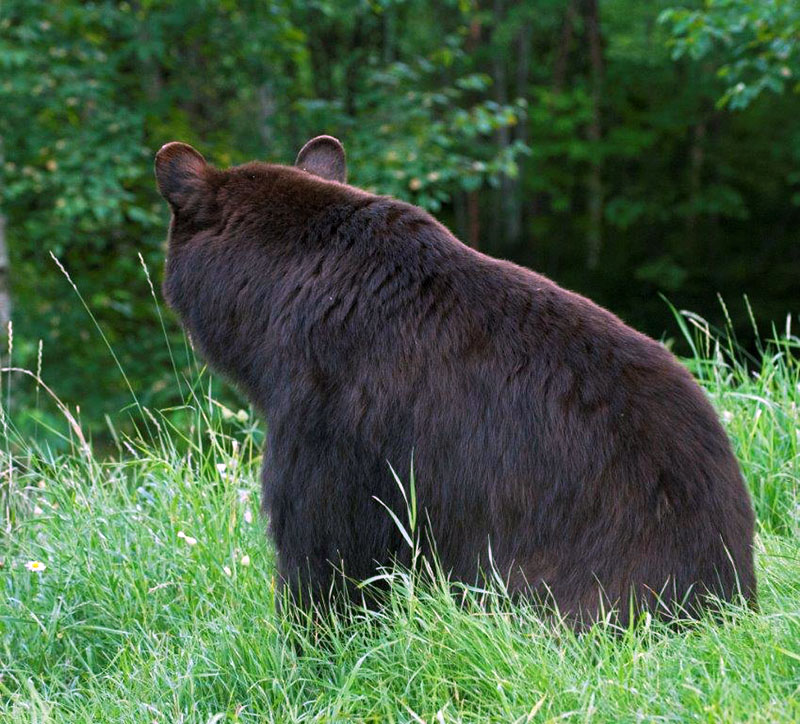 Crackle shedding - July 23