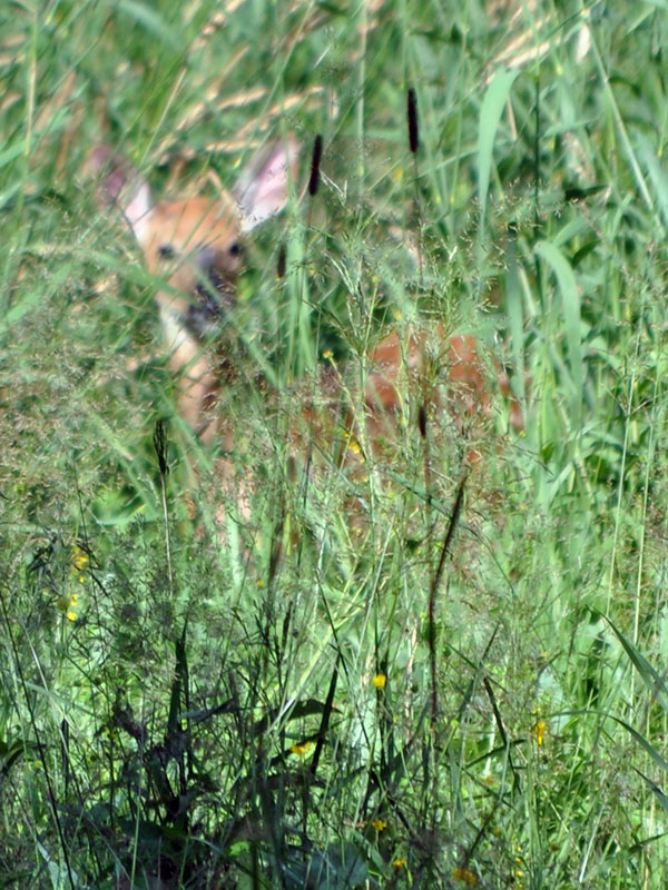 20140723 Fawn