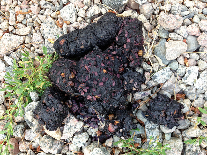 Sarsaparilla scat