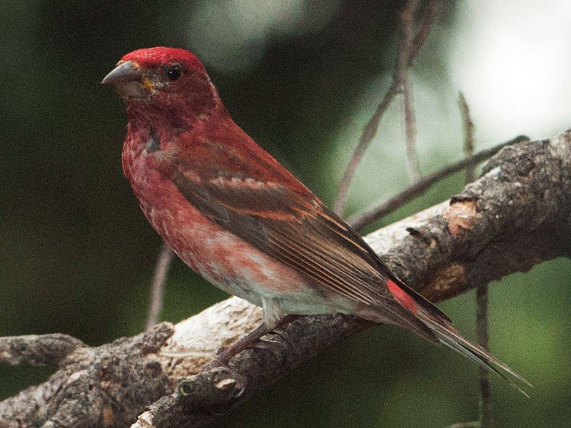 20140724 Purple finch
