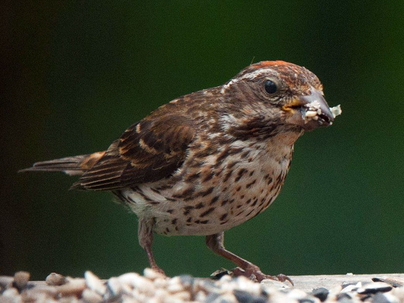 20140725 Purple finch female