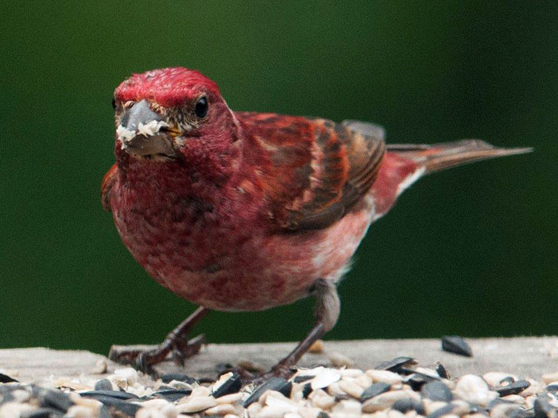 Male Purple Finch