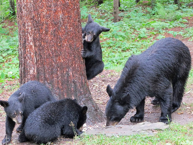 Summer and cubs