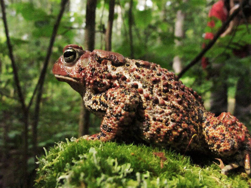 American Toad