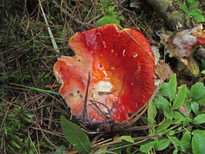 Mushroom