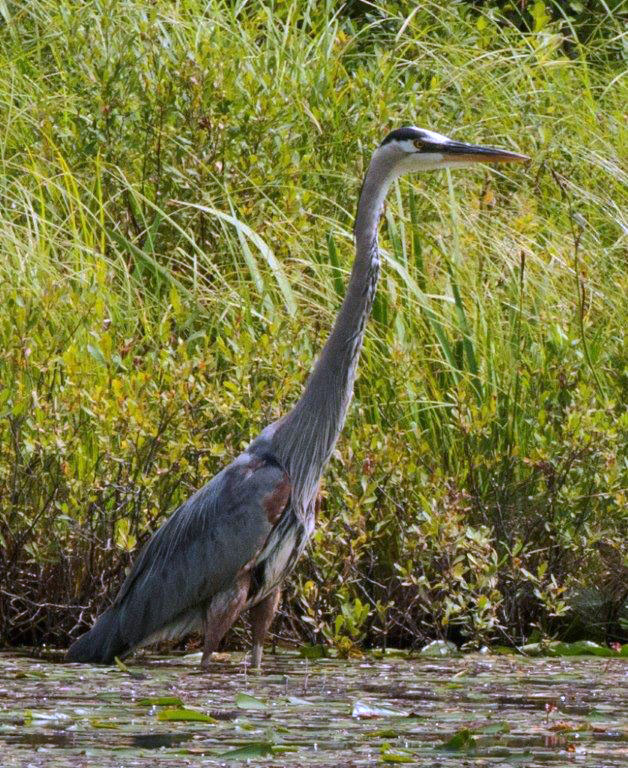 Great Blue Heron