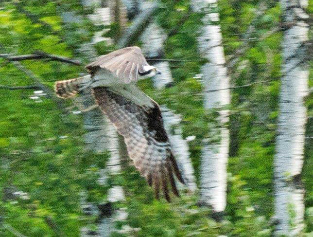 Osprey flying