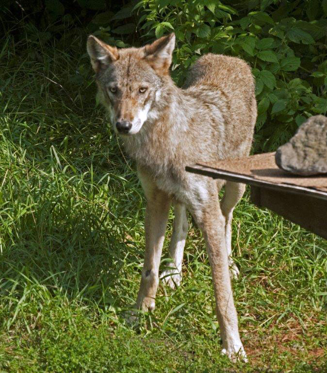 Wolf in yard