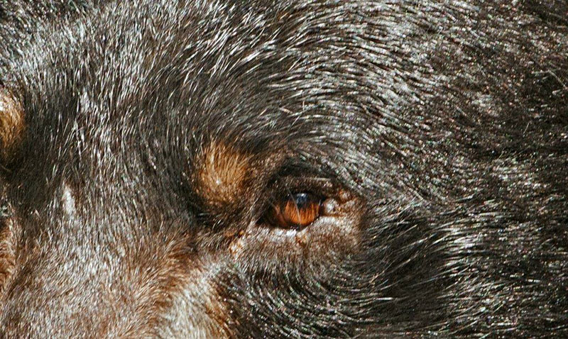 Donna's eye