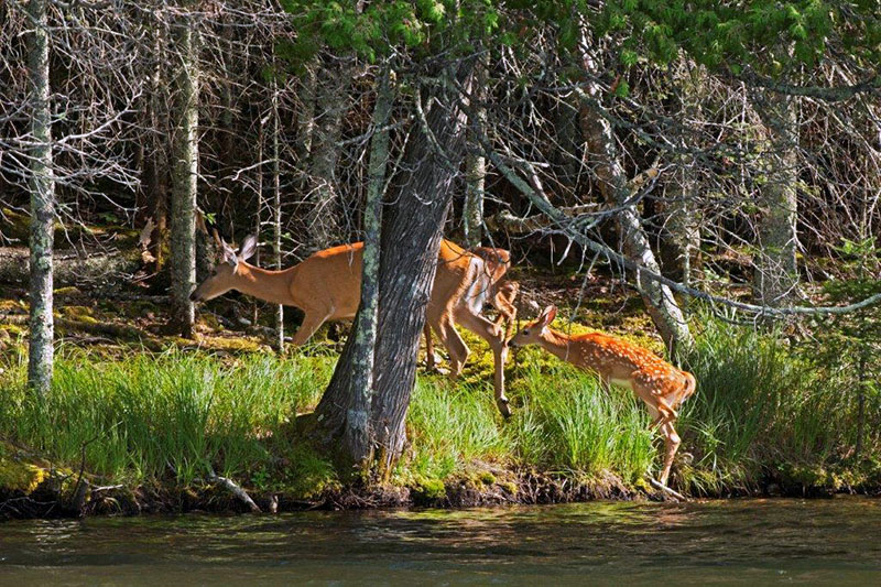 Deer and fawns