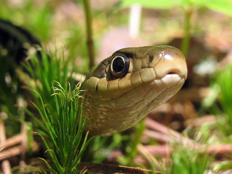 Garter snake