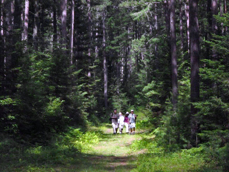 Hike in woods