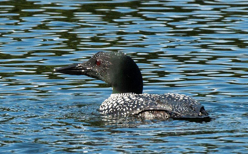 Loon with veil of water droplets