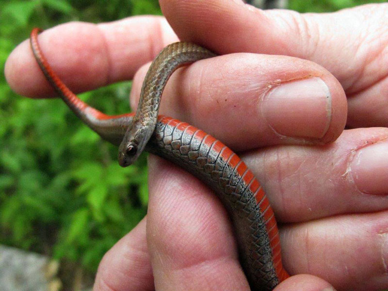 Redbelly snake