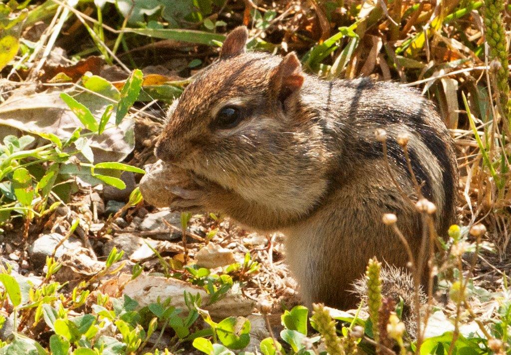 Eastern Chipmunk