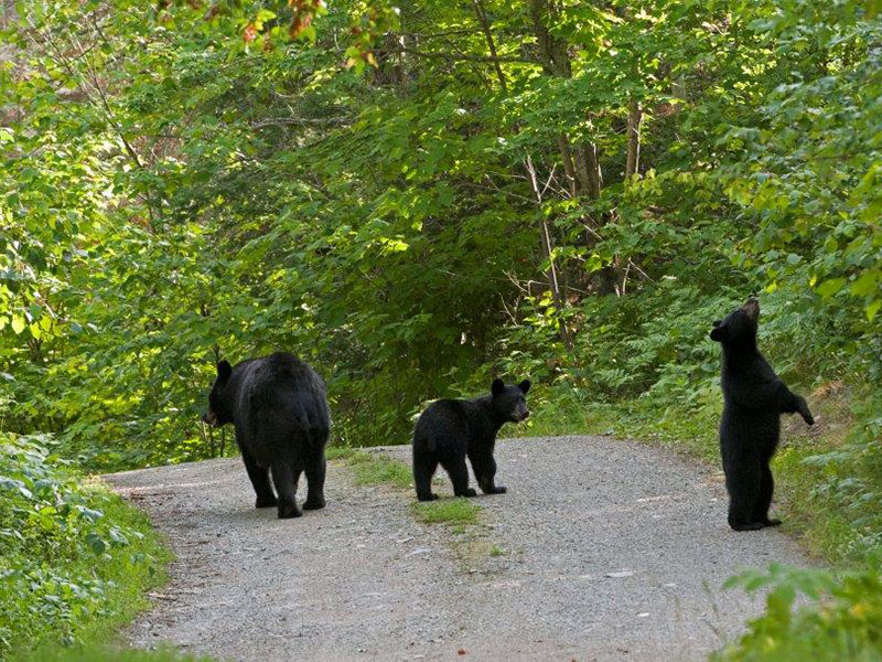 One cub checks out the cherries