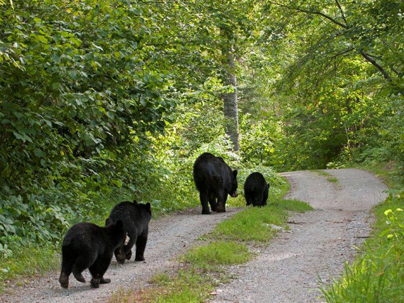 20140811 RC and 3 cubs