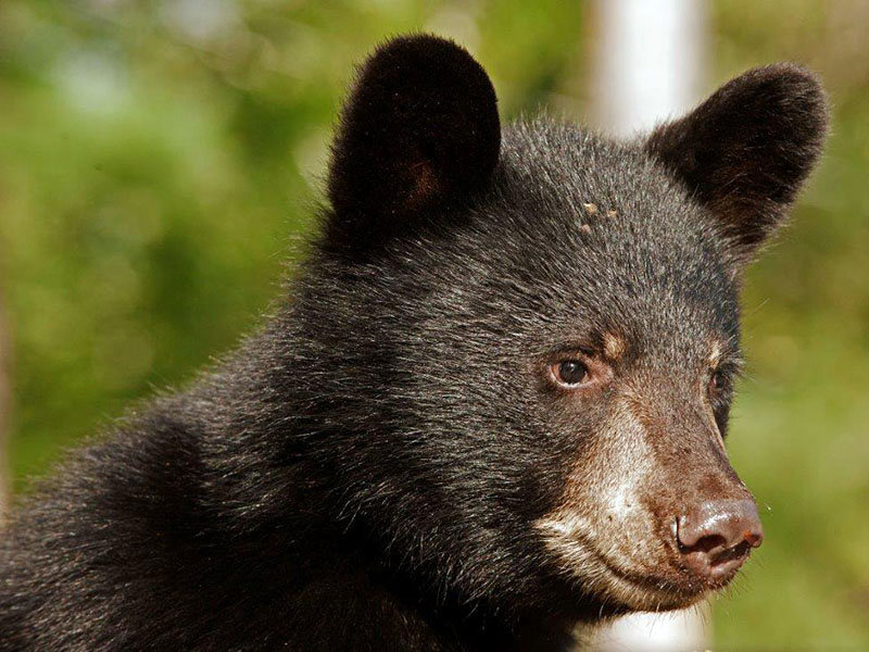 One of RC's cubs