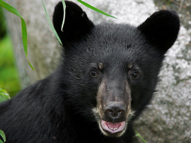 RC's cub
