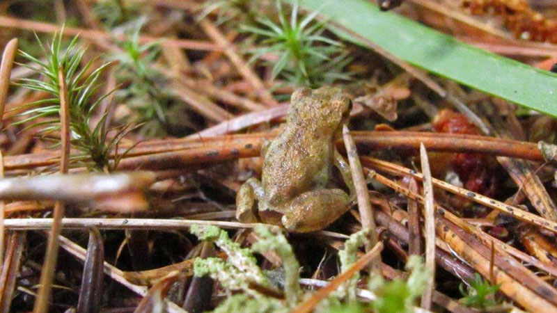 Spring Peeper