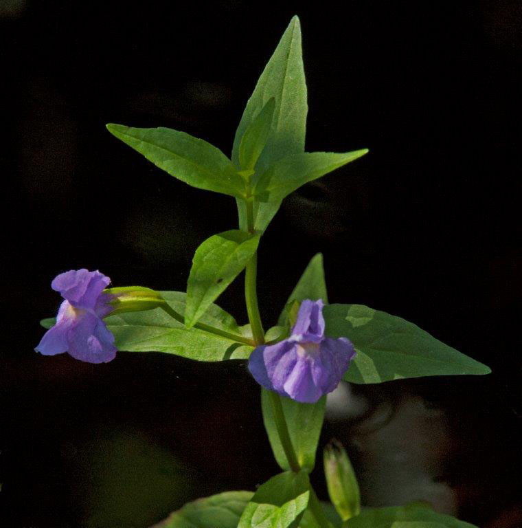 Monkey-flower