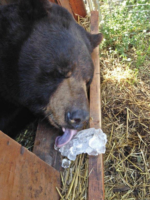 Ted licks ice