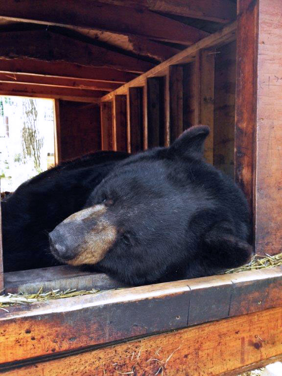 Ted rests in chalet