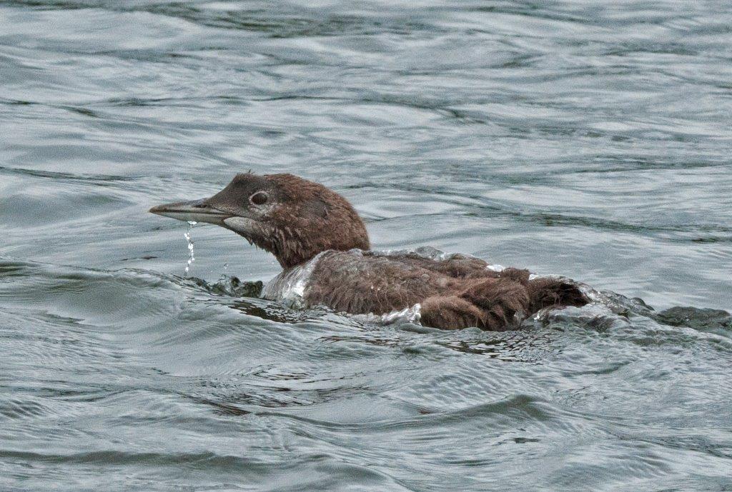 Loon Chick - 8-19-14