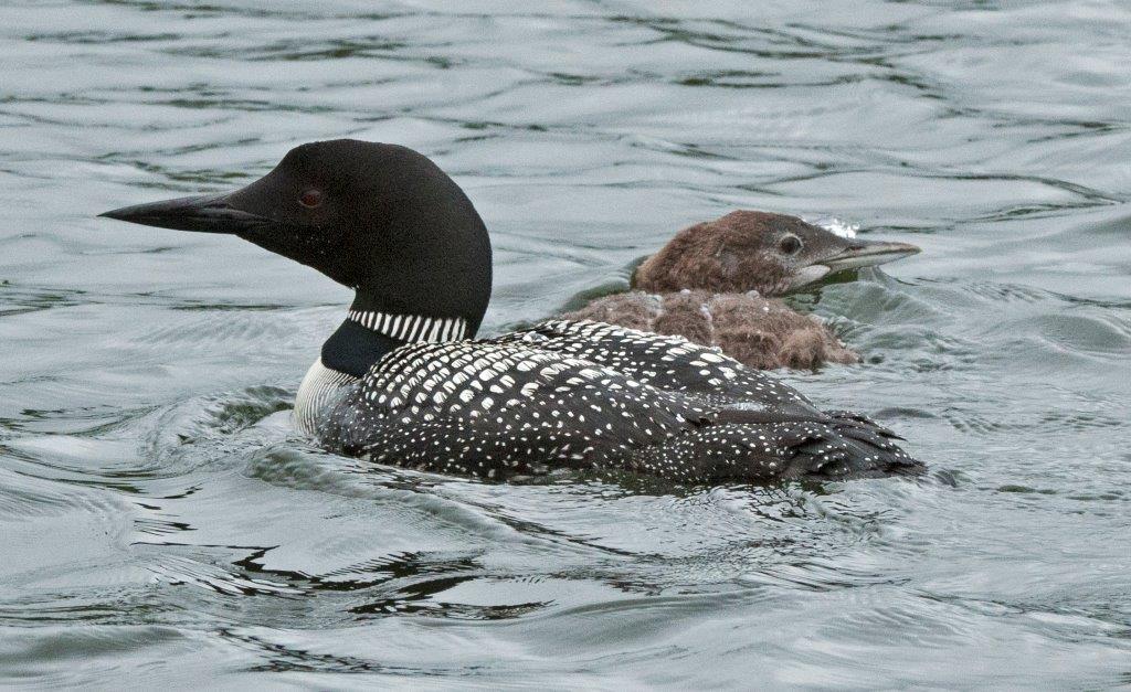 Loon Family